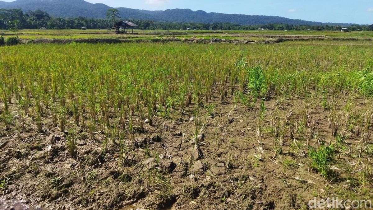 Ilmuwan Catat Fenomena El Nino Super Kuat di Pasifik Tahun 2026