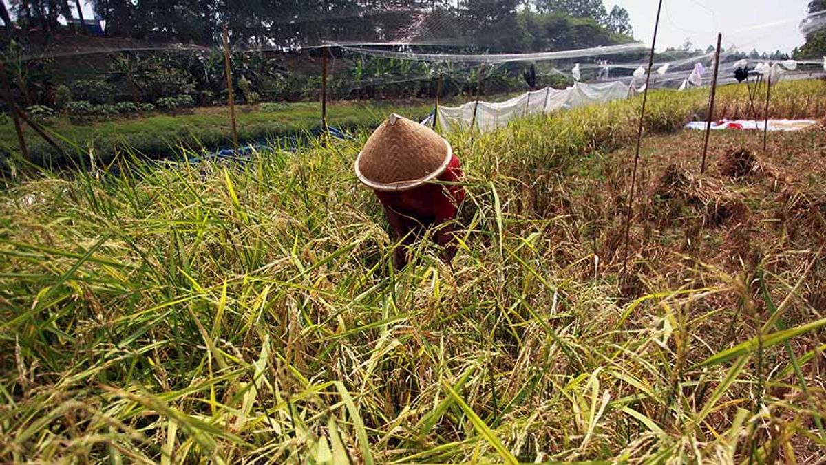 Pemerintah Alokasikan Rp195 Triliun untuk Ketahanan Pangan dalam RAPBN 2027