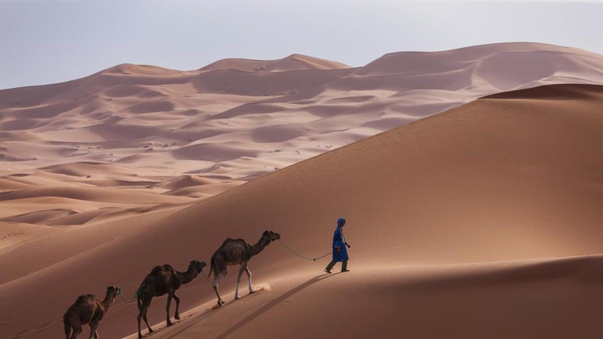Gelombang Panas Ekstrem Sebabkan Kematian Massal Unta di Afrika