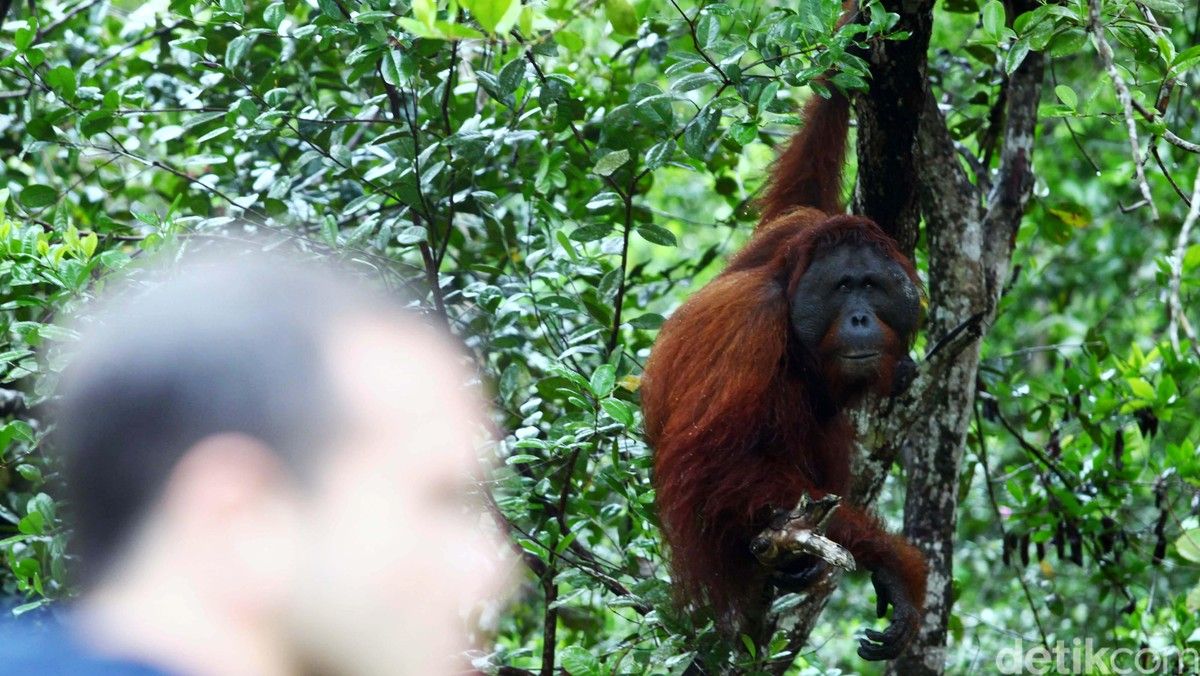 Kabut Asap Ganggu Penerbangan Wisatawan di Tanjung Puting