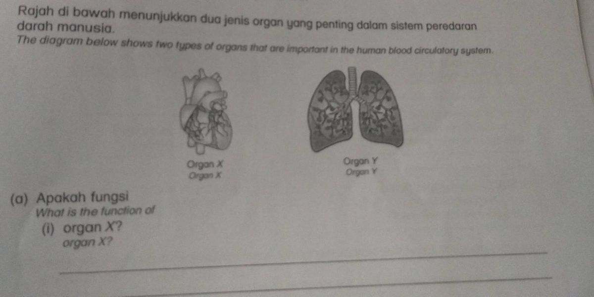 Mengungkap Urutan Peredaran Darah yang Efisien dan Vital 2026