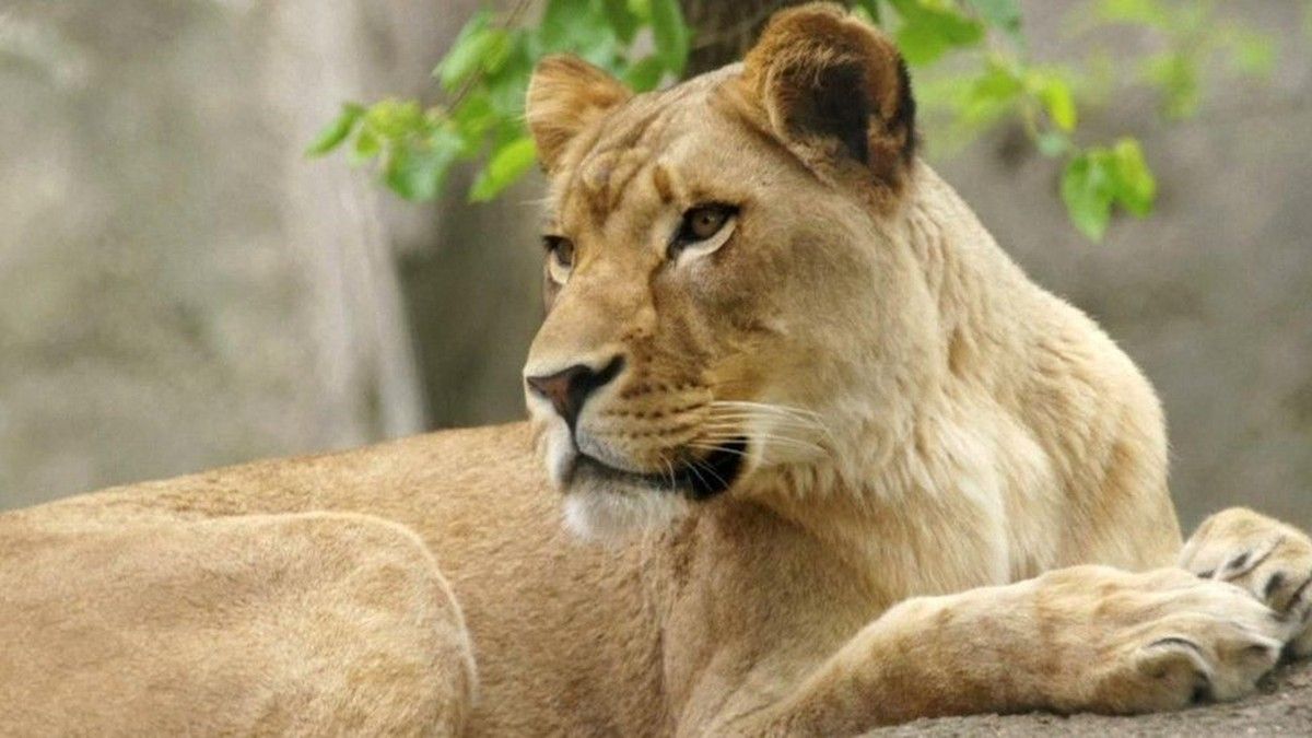 Tiga Singa Betina di Tokyo Mati Diduga Akibat Heat Stroke