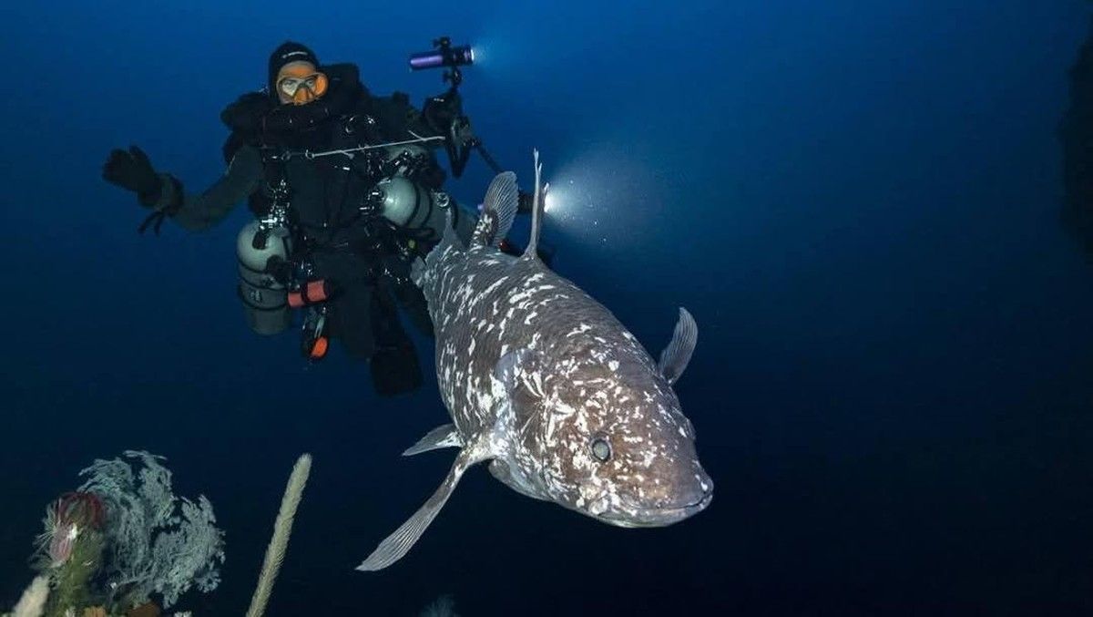 Penemuan Ikan Coelacanth yang Dikira Punah Selama 66 Juta Tahun di Afrika Selatan