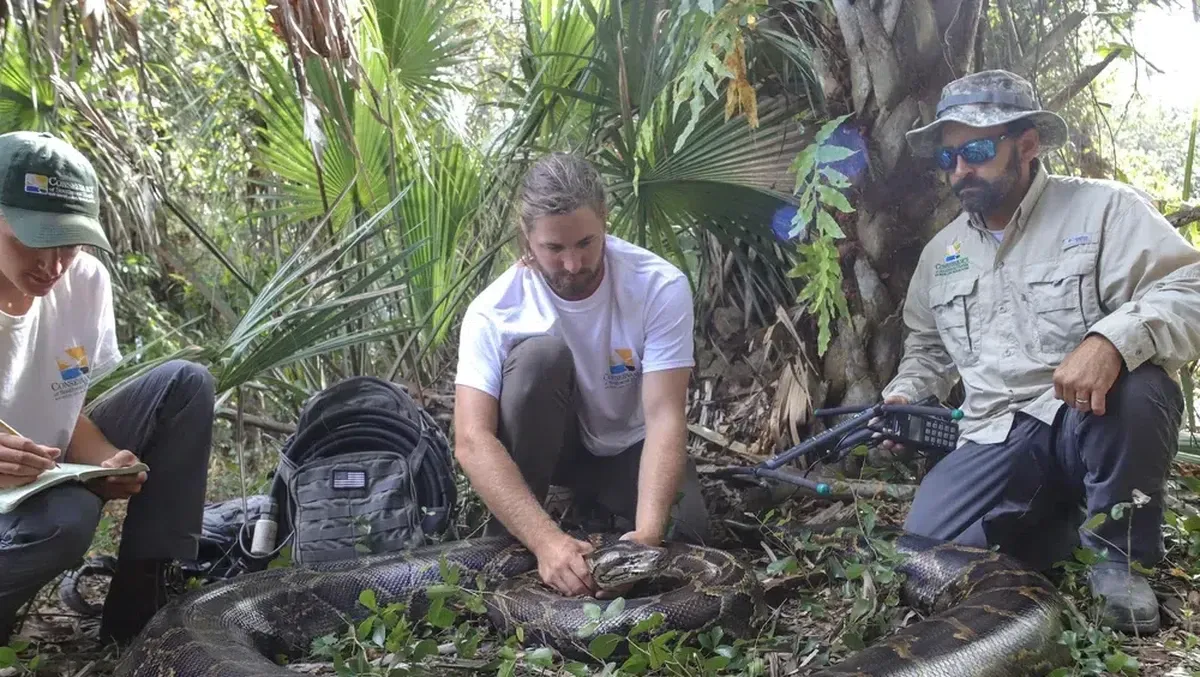 Pemburu Tom Rahill Singkirkan 96 Piton Burma di Everglades 2026