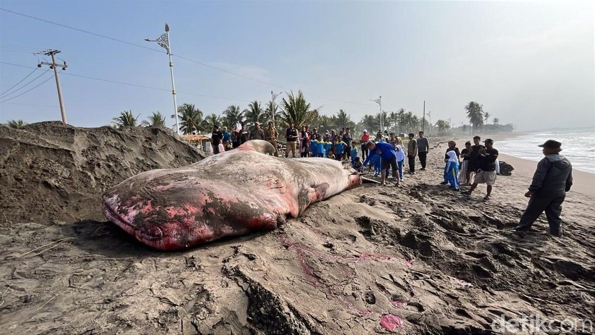 Hiu Tutul Raksasa Mati Terdampar di Pantai Batukaras Pangandaran