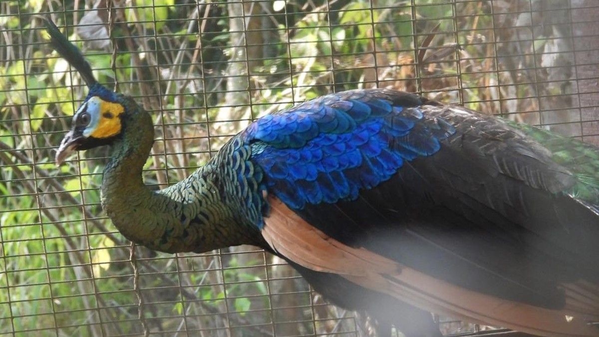 BKSDA Jogja Evakuasi Burung Merak Hijau Lemas di Bantul