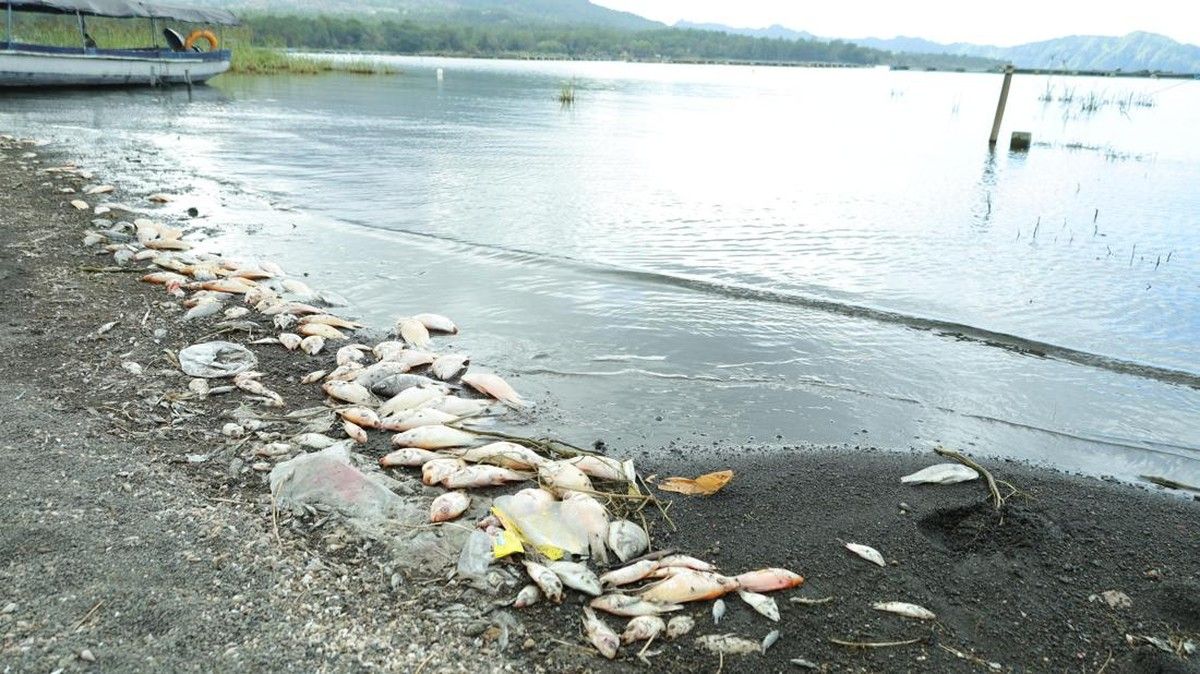 BRIN Jelaskan Penyebab Kematian Massal Ikan di Danau Batur Bali