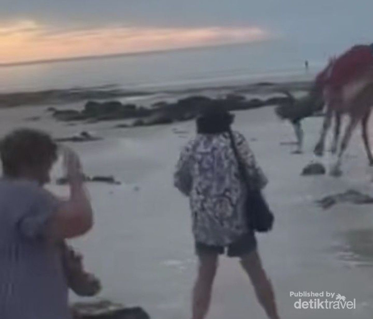 Dua Wisatawan Terlempar Saat Unta Mengamuk di Cable Beach Broome