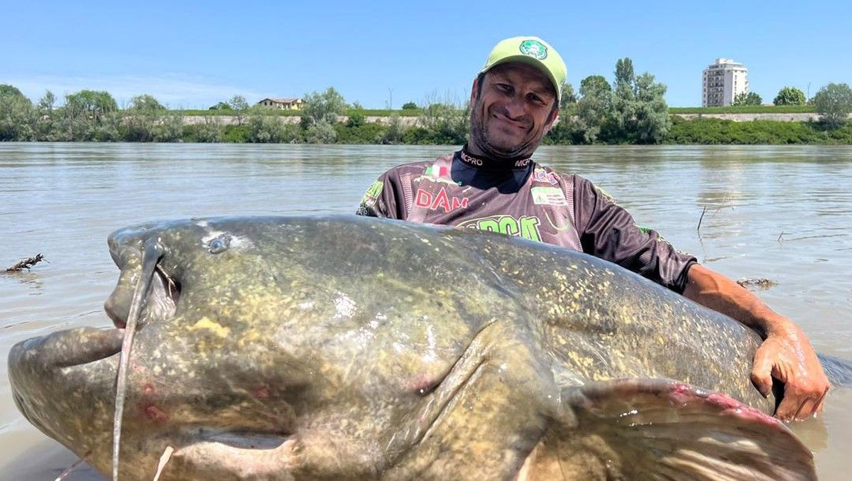 Deretan Ikan Lele Raksasa di Berbagai Sungai Dunia