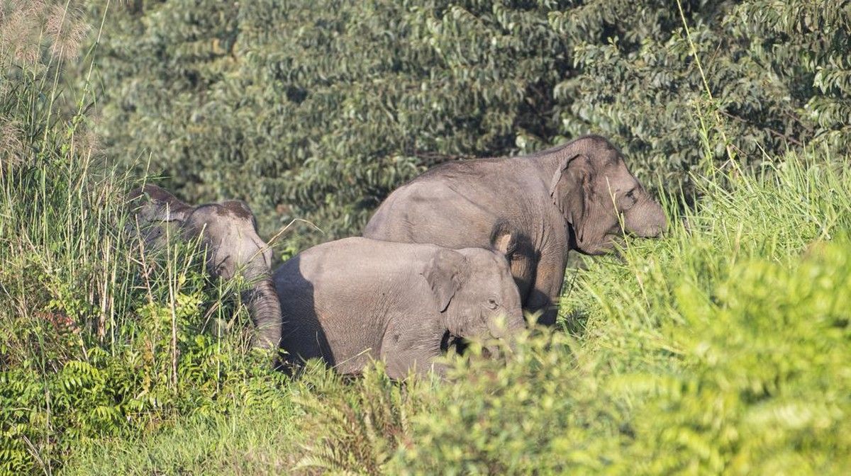 Hilangnya Hutan Jadi Ancaman Utama Gajah Sumatra, Konflik Meningkat