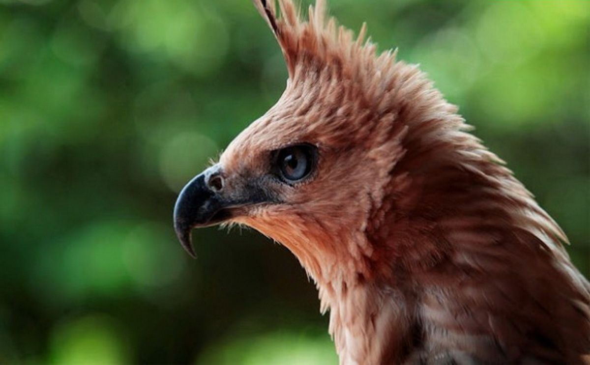 Lagu Manuk Dadali Berasal dari Daerah Jawa Barat yang Kaya Budaya