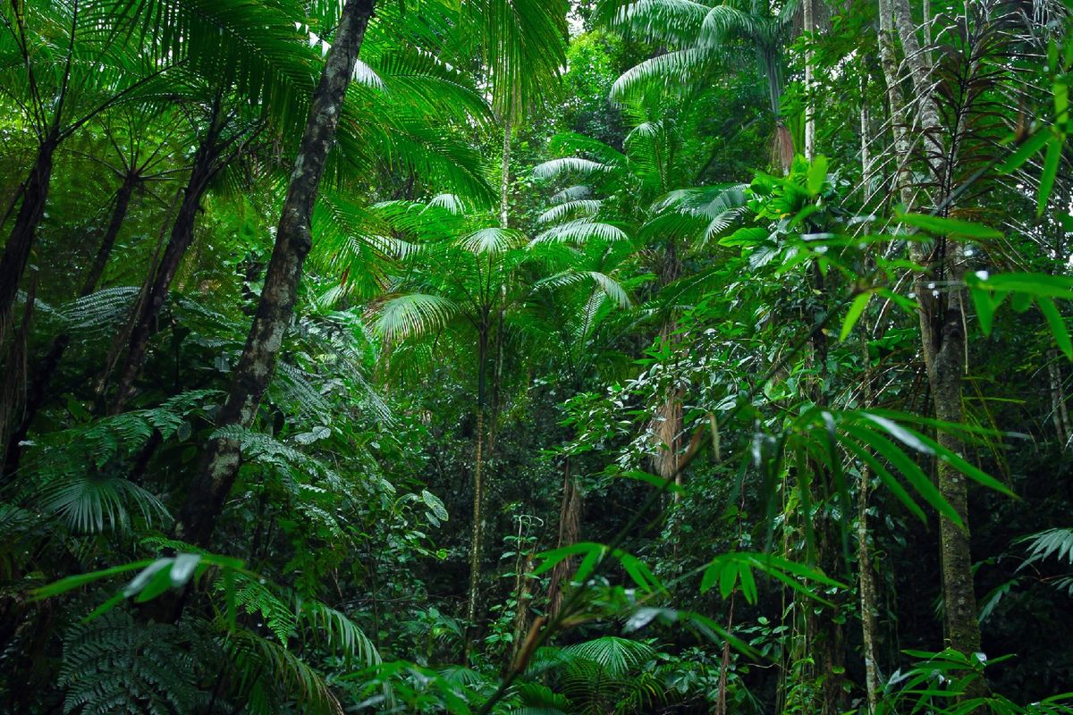 Teknik Dasar Menggambar Flora Fauna dan Alam Benda yang Efektif 2026