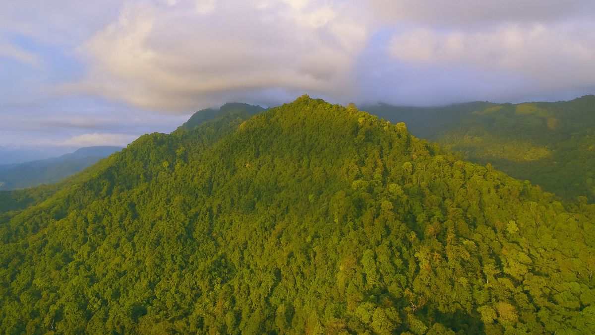 Kenali Fungsi Hutan Berikut Ini Kecuali dan Dampaknya untuk Lingkungan