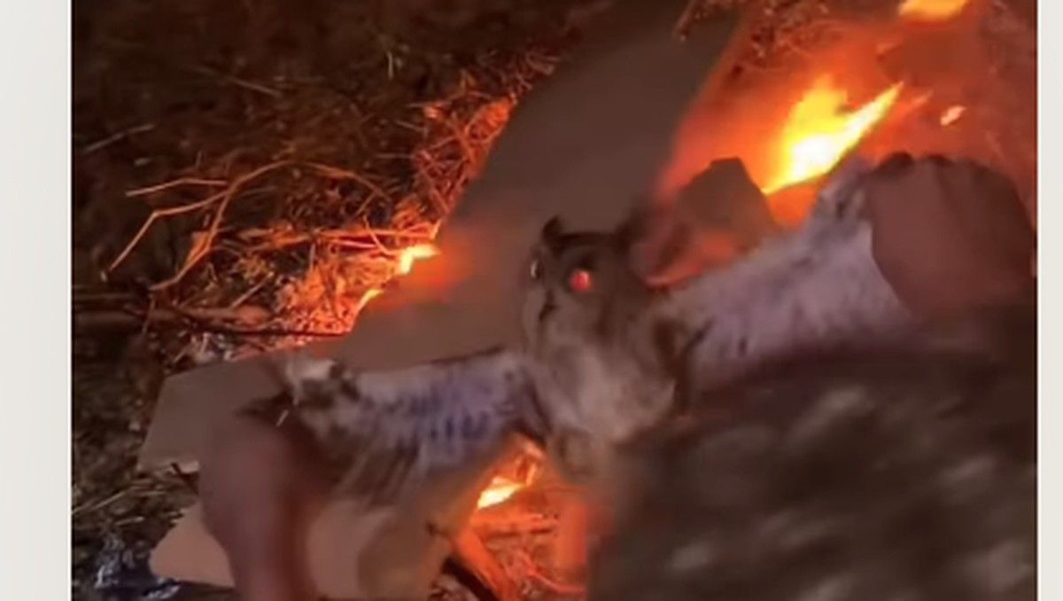 Tiga Pria di NTT Tega Membakar Burung Hantu karena Mitos Sihir