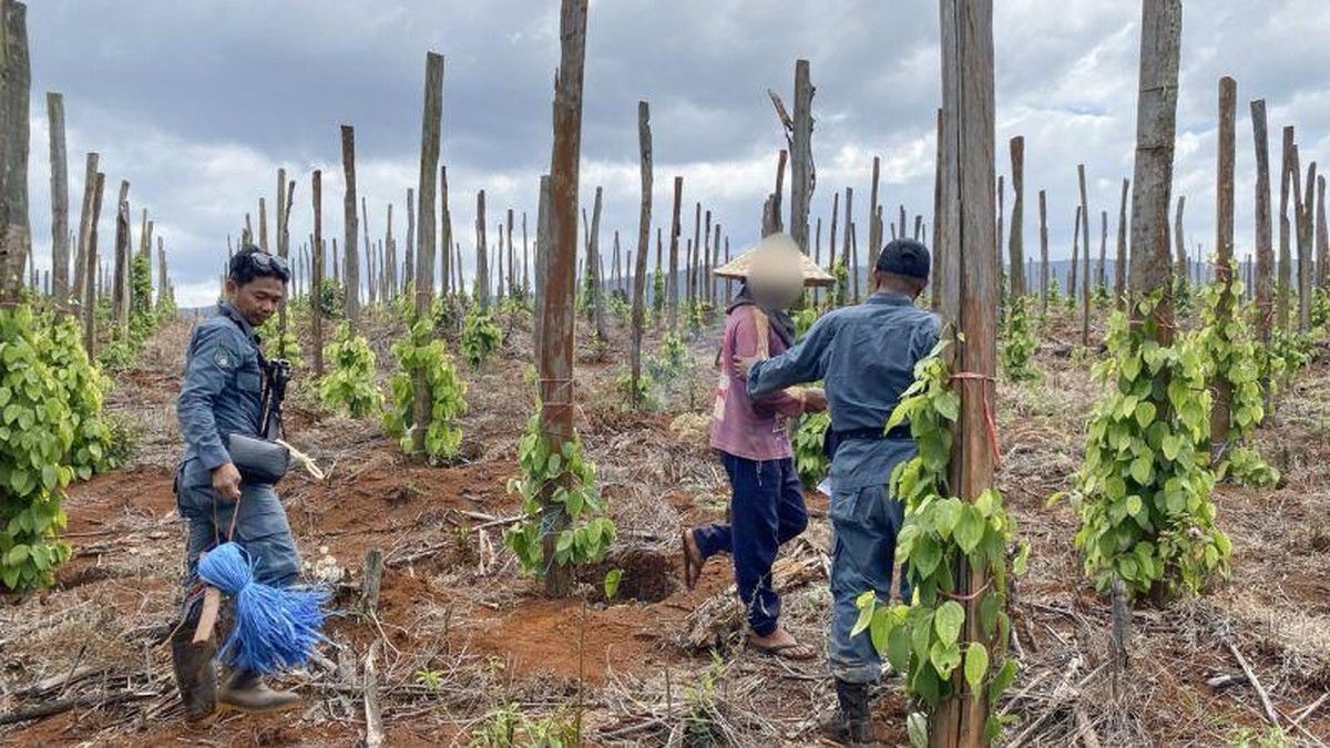 Kemenhut Tangkap Tiga Pelaku Jual Beli Lahan Ilegal di Hutan Lindung Luwu Timur