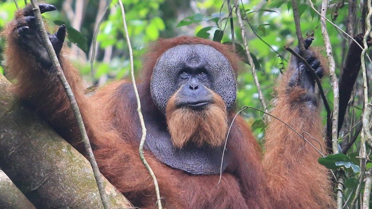 Populasi Orangutan Sumatra Turun Hampir 20 Persen dalam 12 Tahun