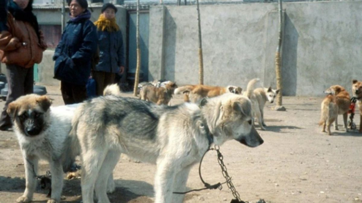 Korea Utara Promosikan Sup Daging Anjing Hadapi Gelombang Panas