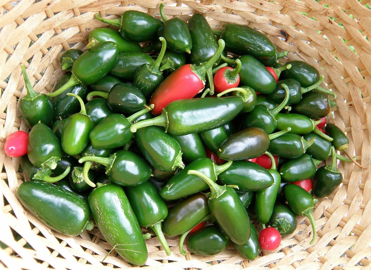 CDC Laporkan Wabah Salmonella dari Cabai Jalapeno di 27 Negara Bagian AS