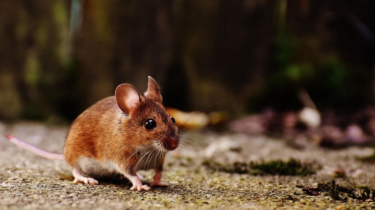 Membedakan Hantavirus dan Corona dari Gejala hingga Penularannya
