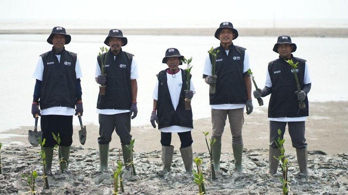 BRI Tanam 24.000 Bibit Mangrove di Pesisir Karawang untuk Pulihkan Abrasi