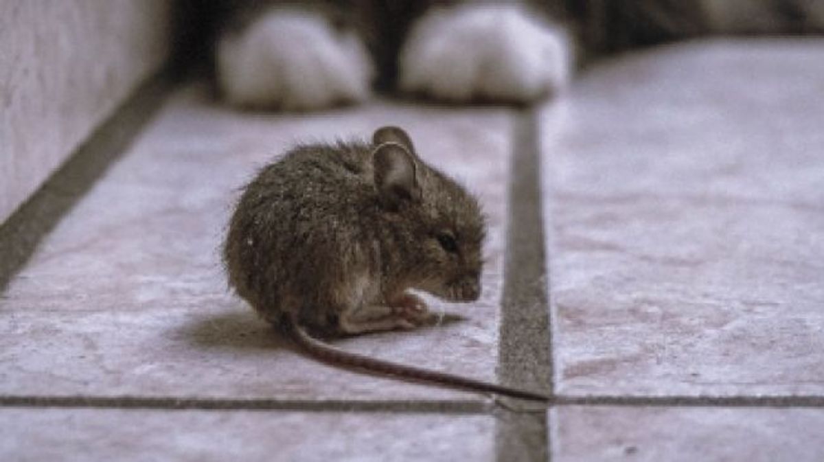 Cara Aman Membersihkan Kotoran Tikus untuk Cegah Penularan Hantavirus