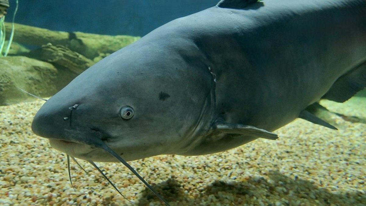 Maryland Bayar Kapten Kapal untuk Kurangi Populasi Lele Biru Invasif di Teluk Chesapeake