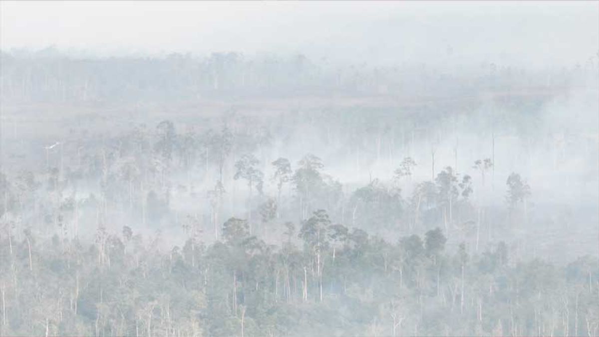 Kementerian Kehutanan Jatuhkan Sanksi ke Enam Perusahaan Pengelola Hutan di Kalimantan