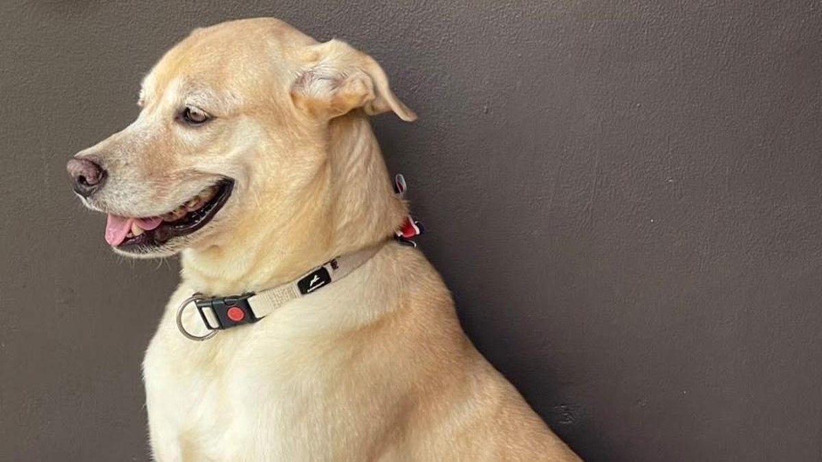 Anjing Labrador Mati Diracun Pemotor Misterius di Bantul