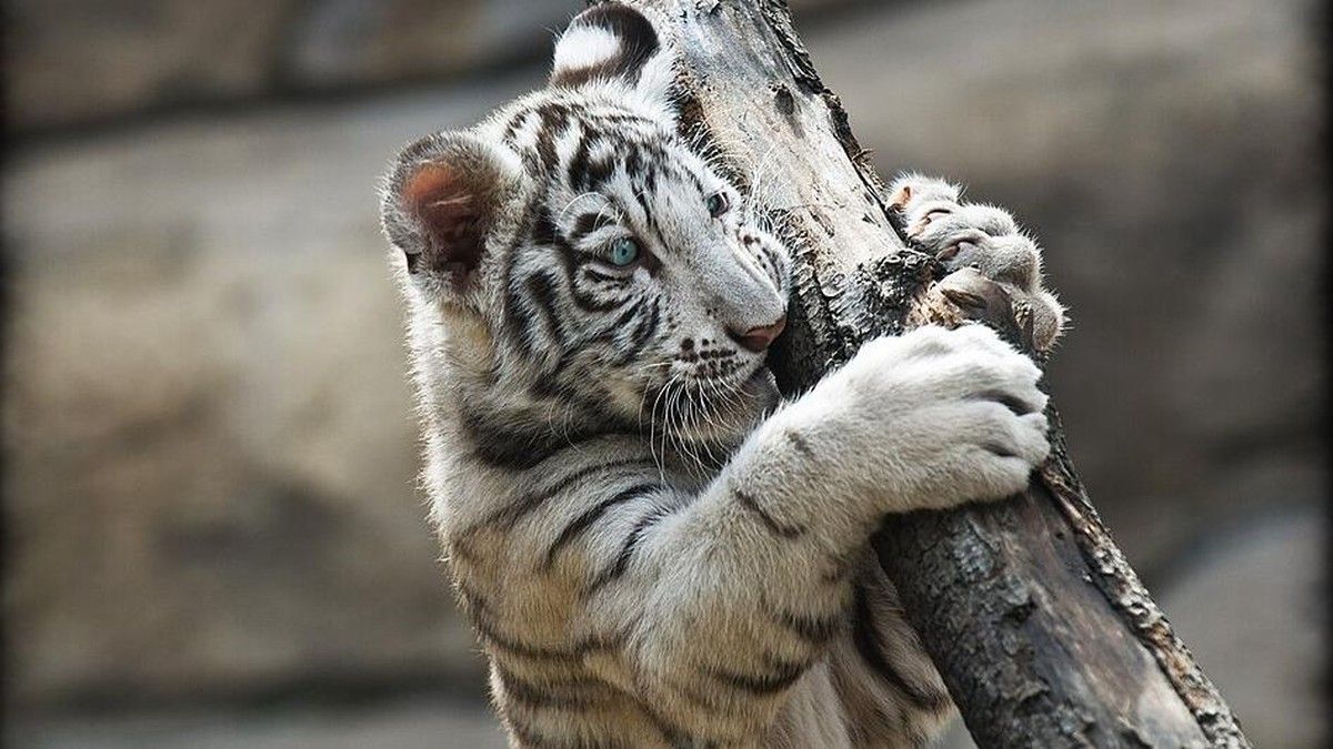 Kebun Binatang Kemaman Perkenalkan Tiga Anak Harimau Bengal Putih