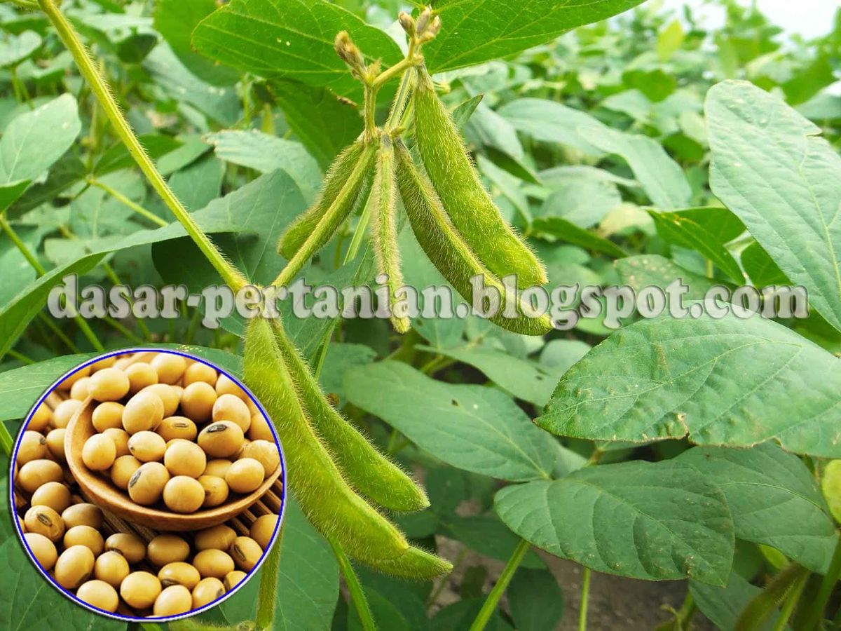 Kedelai Kacang Tanah dan Kacang Hijau Tanaman Pangan Leguminosa Penting