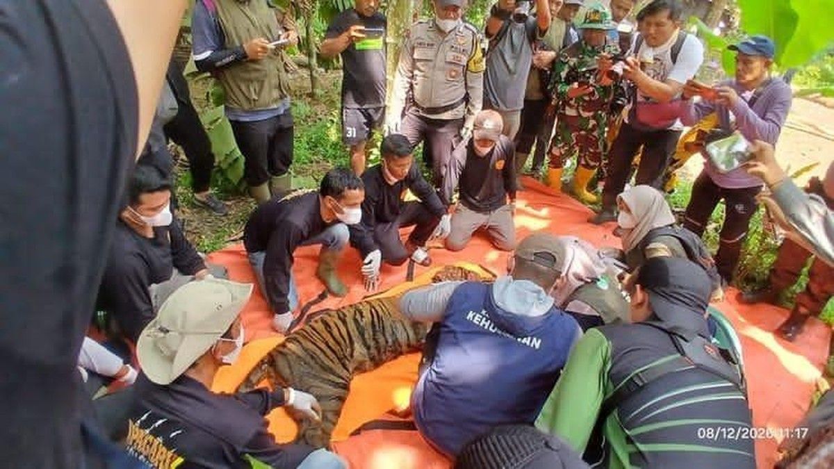 BKSDA Sumbar Evakuasi Harimau Sumatera yang Serang Ternak di Agam