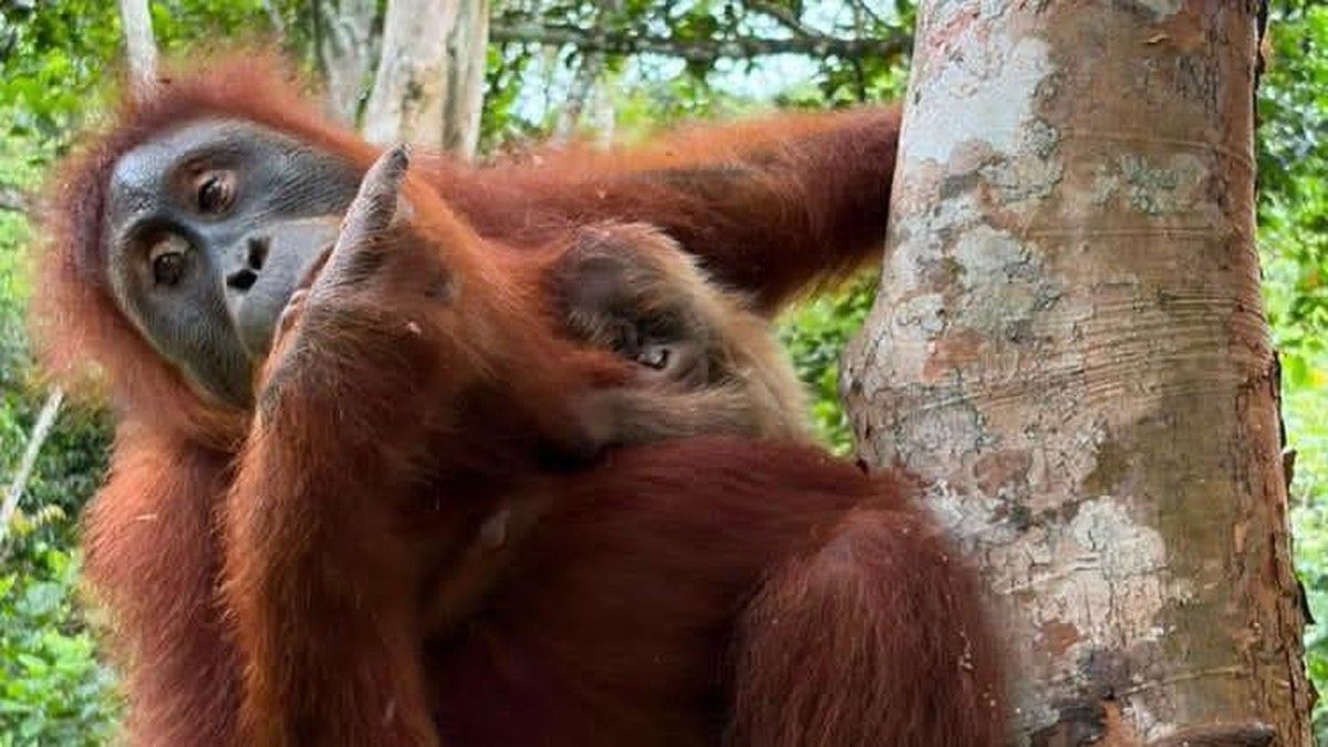 Orang Utan Sumatera Melahirkan Bayi Betina di Cagar Alam Jantho Aceh
