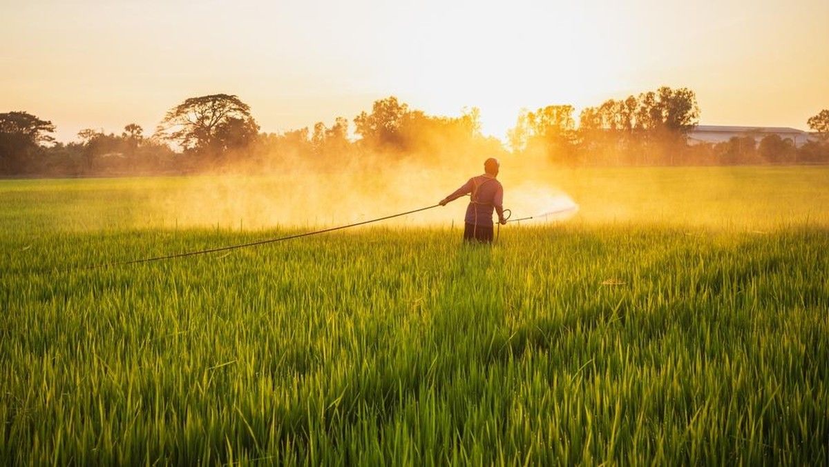 Petani di China Rugi Besar Akibat Ikuti Saran AI untuk Pengendalian Gulma