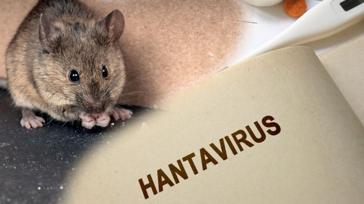 Tiga Penumpang Kapal Pesiar Meninggal Akibat Infeksi Virus Hanta di Tenerife