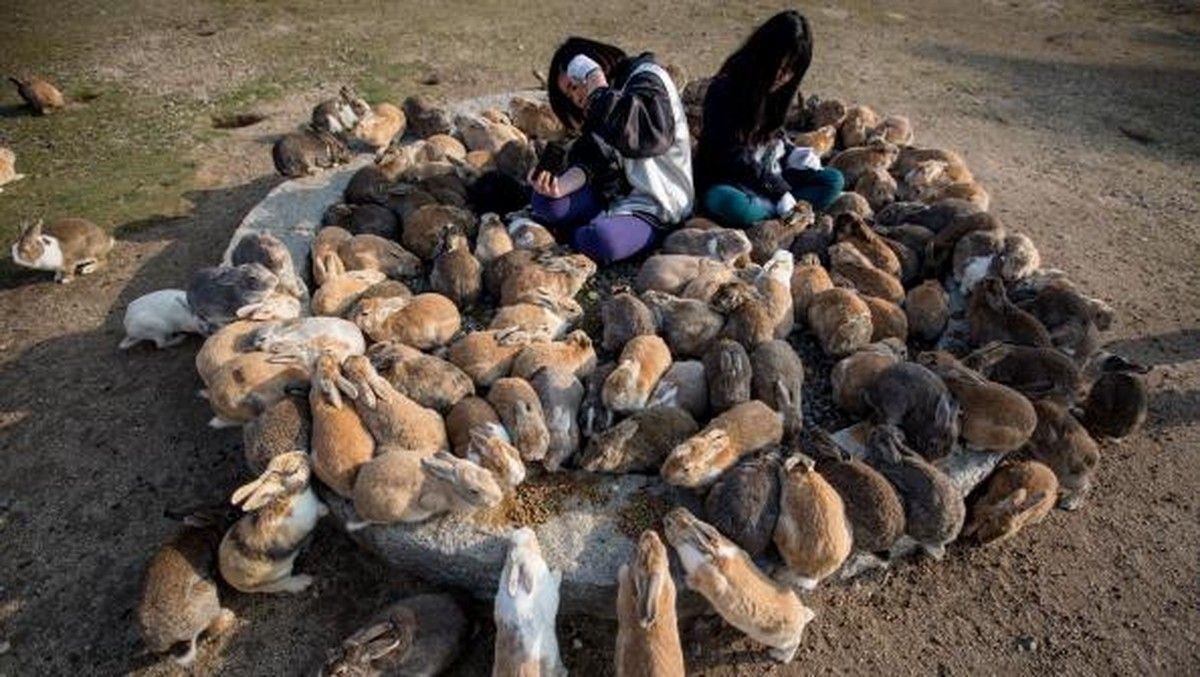 Peneliti Khawatir Populasi Kelinci di Pulau Okunoshima Meningkat Berlebihan