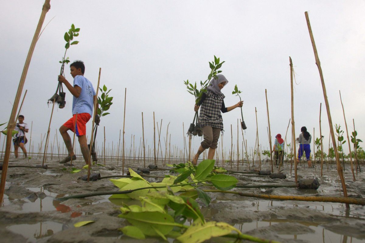 Mengapa Jaring-Jaring Makanan Hutan Terganggu dan Dampaknya Saat Ini