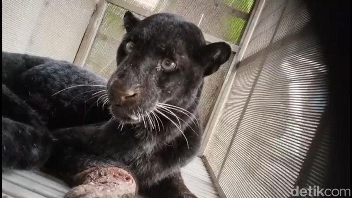 Macan Kumbang Terobos Permukiman dan Serang Ternak di Batang