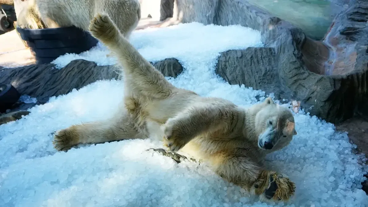 Kebun Binatang Praha Gunakan Es untuk Mendinginkan Satwa Saat Gelombang Panas