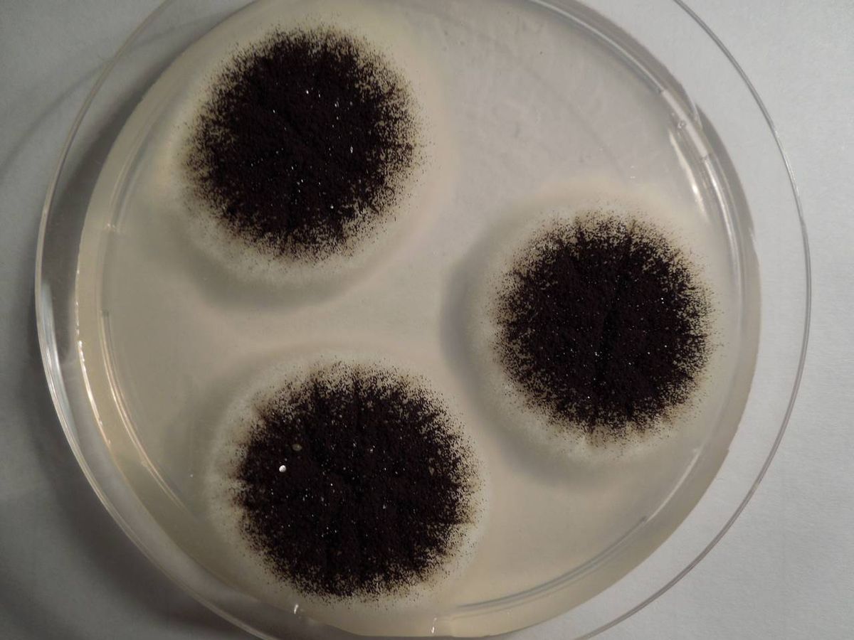 Jamur Aspergillus Wentii dan Perannya dalam Pembuatan Kecap Tradisional