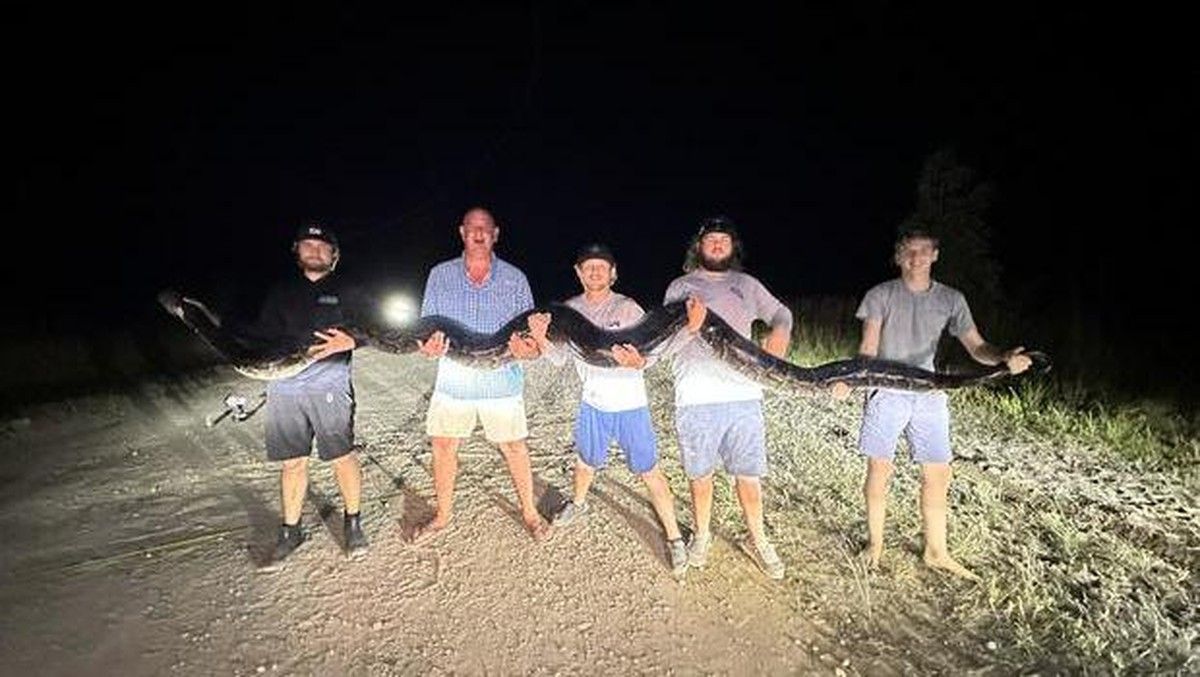 Ahli Sebut Upaya Basmi Ular Piton Burma di Everglades Sulit Berhasil