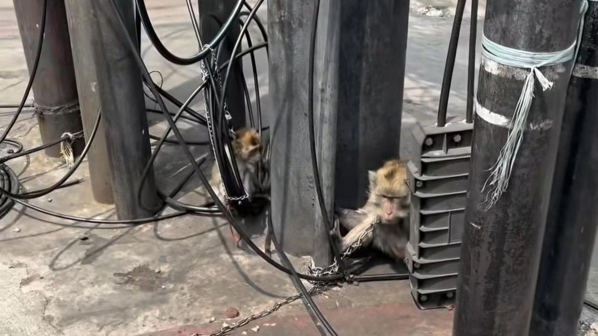 Dinas KPKP DKI Tinjau Lokasi Monyet Diikat di Tiang Lampu Jakarta Timur