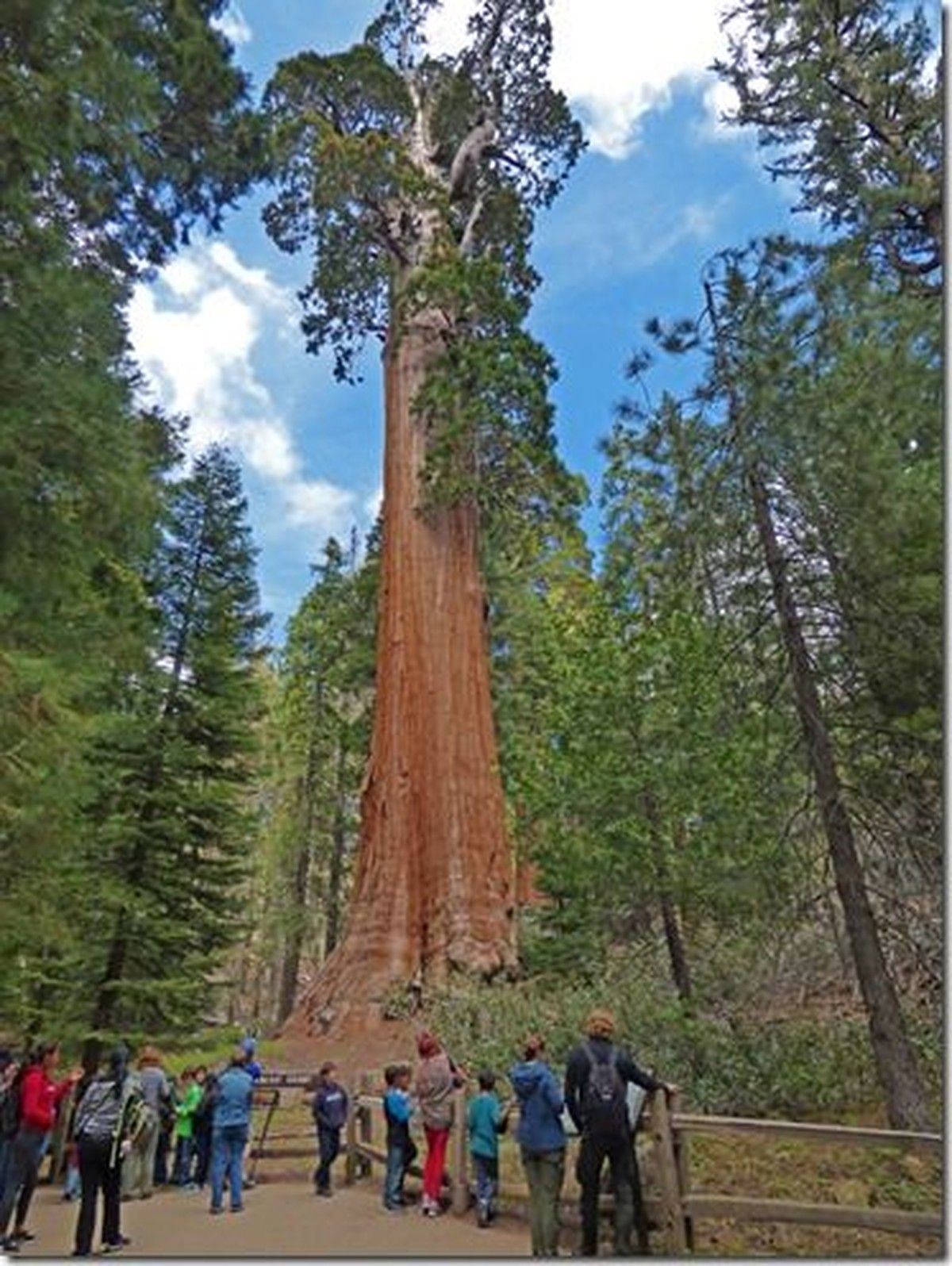General Grant Tree: Pohon Raksasa Berumur Ribuan Tahun di California