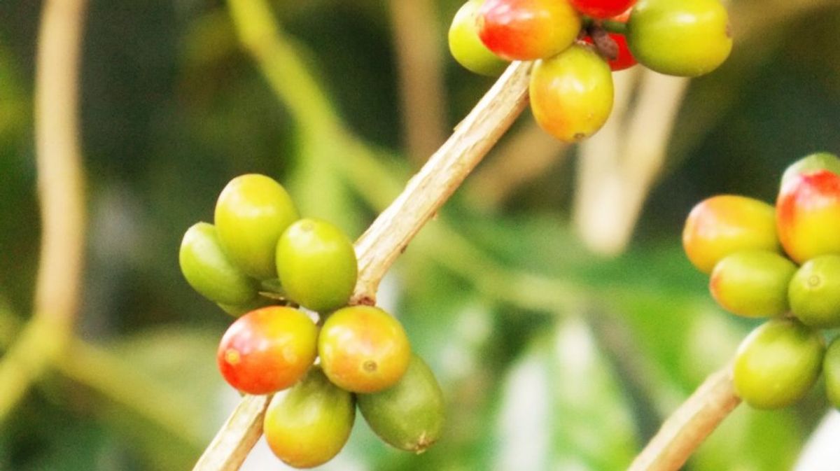 Akademisi Teliti Tanaman Herbal sebagai Terapi Pendukung Penghambat Sel Kanker
