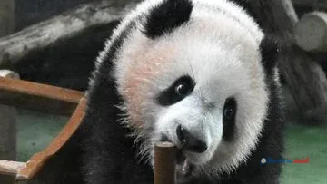 Panda Raksasa: Dari Pemangsa Daging Menjadi Pecinta Bambu