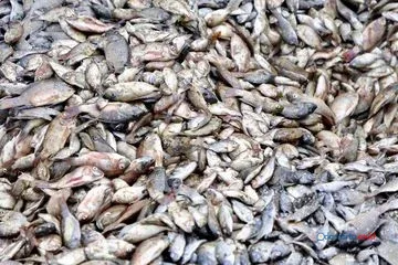 Ledakan Populasi Ikan Nila Ancam Ekosistem Thailand