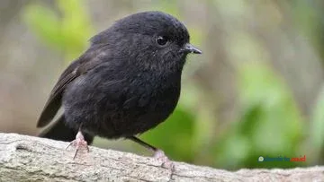Karure, Robin Hitam Selandia Baru, Dinobatkan Burung Terbaik 2026