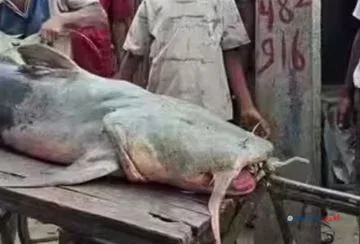 Ikan Aneh Muncul Pasca Banjir Nepal, Warga Dilarang Mengonsumsi