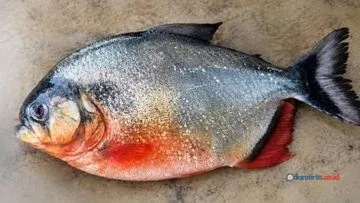 Geger Piranha di Bendungan Klau, Warga Diminta Tenang