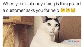 Kucing Memeable: Mengapa Tingkah Absurd Mereka Begitu Populer?