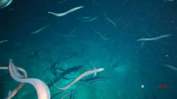 Fenomena Jutaan Belut di Gunung Bawah Laut Tasmania